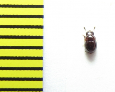 Agathidium confusum  Belorussia - INSECTS-STORE.RU