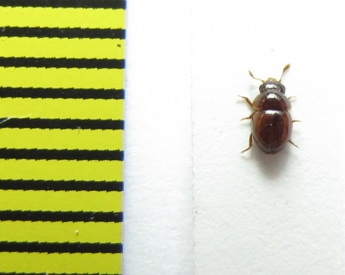 Agathidium pallidum  Belorussia - INSECTS-STORE.RU