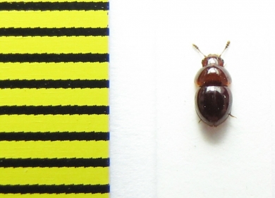 Agathidium pisanum  Belorussia - INSECTS-STORE.RU