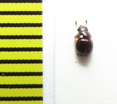 Agathidium plagiatum  Belorussia - INSECTS-STORE.RU