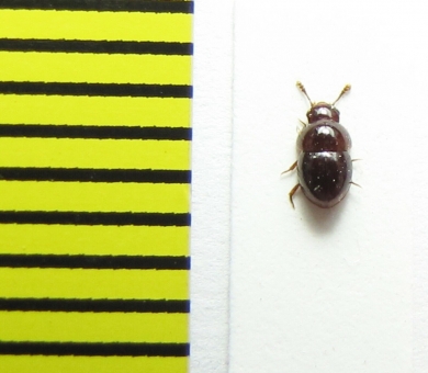 Agathidium seminulum  Belorussia - INSECTS-STORE.RU