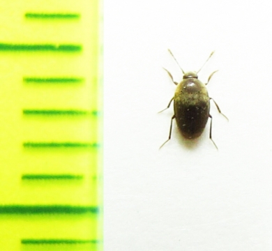 Bathyscimorphus sagarum  Slovenia (cave beetle) - INSECTS-STORE.RU