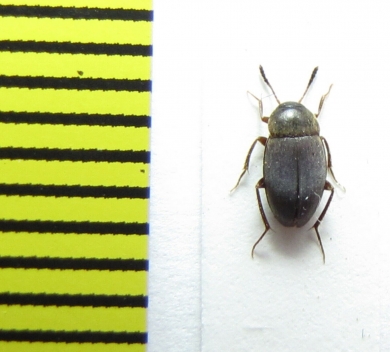 Catops fuliginosus  Belorussia - INSECTS-STORE.RU