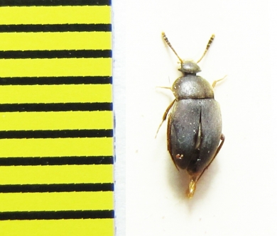 Catops morio  Belorussia - INSECTS-STORE.RU