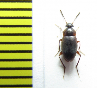 Choleva agilis  Belorussia - INSECTS-STORE.RU