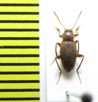 Choleva oblonga  Belorussia - INSECTS-STORE.RU