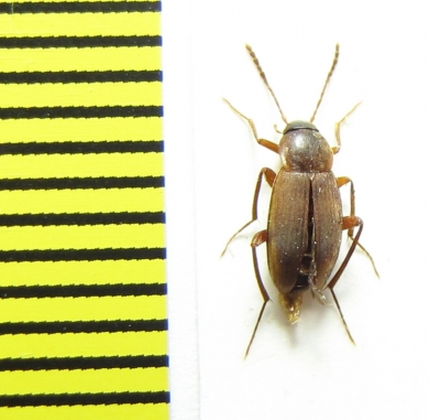 Choleva oblonga  Belorussia - INSECTS-STORE.RU