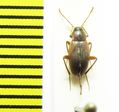 Choleva obscuripes  Russia, Krasnodar reg. - INSECTS-STORE.RU