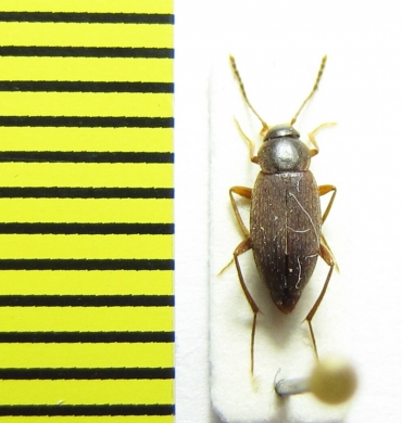 Choleva zolotarevi  Russia, Krasnodar reg. - INSECTS-STORE.RU