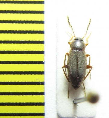 Choleva zolotarevi  Russia, Krasnodar reg. - INSECTS-STORE.RU