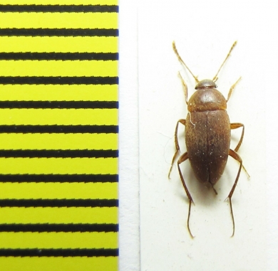 Cholevinus fuscipes securifer  Russia, Astrakhan reg. - INSECTS-STORE.RU