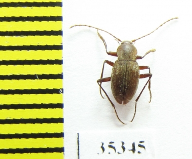 Cytodromus henroti  France (cave beetle) - INSECTS-STORE.RU