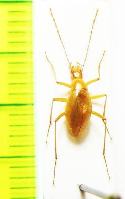 Haplotropidius pubescens pubescens  Bosnia (cave beetle) - INSECTS-STORE.RU