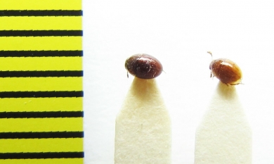 Leiodes badius  Russia, Tver reg. - INSECTS-STORE.RU