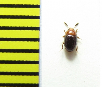 Leiodes ruficollis  Belorussia - INSECTS-STORE.RU