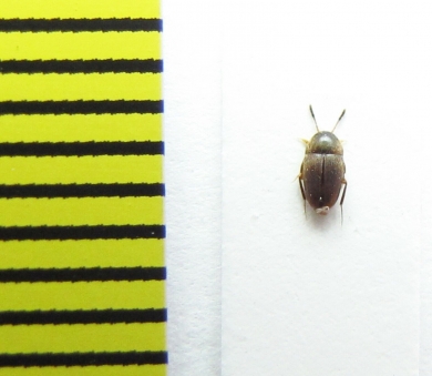 Nemadus colonoides  Belorussia - INSECTS-STORE.RU