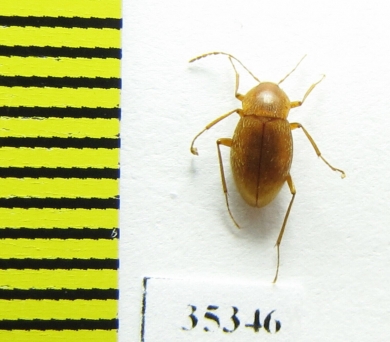 Orostygia marcelloi  Italy - INSECTS-STORE.RU