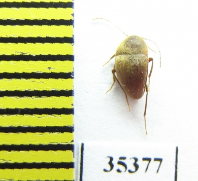 Phacomorphus alexinae  France (cave beetle) - INSECTS-STORE.RU