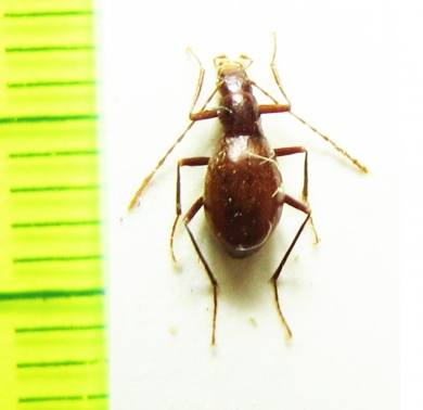 Pholeuonopsis grabowskii  Croatia (cave beetle) - INSECTS-STORE.RU