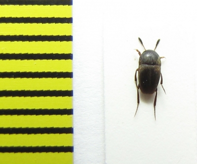 Ptomaphagus sericatus  Belorussia - INSECTS-STORE.RU