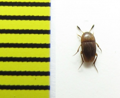 Ptomaphagus sericatus  Belorussia - INSECTS-STORE.RU