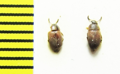 Sciodrepoides watsoni  Belorussia - INSECTS-STORE.RU