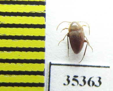 Speonomites mengeli  Spain (cave beetle) - INSECTS-STORE.RU