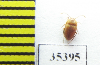 Speonomus carrerei  France (cave beetle) - INSECTS-STORE.RU