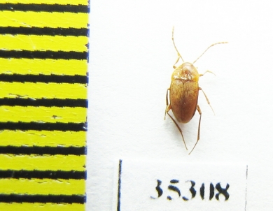 Speonomus ochsi  France (cave beetle) - INSECTS-STORE.RU