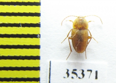 Speonomus pyreneus  France (cave beetle) - INSECTS-STORE.RU