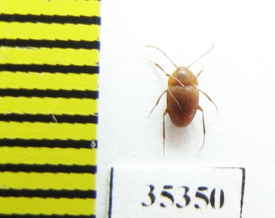 Speonomus stygius brevicornis  France (cave beetle) - INSECTS-STORE.RU