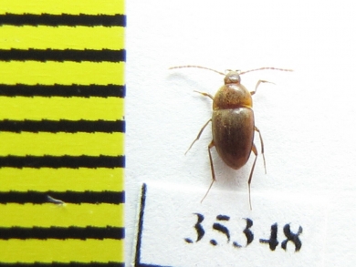 Speonomus stygius brevicornis  France (cave beetle) - INSECTS-STORE.RU