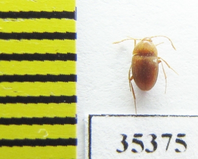 Speonomus stygius  France (cave beetle) - INSECTS-STORE.RU