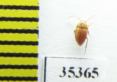 Speonomus zophosinus  France (cave beetle) - INSECTS-STORE.RU