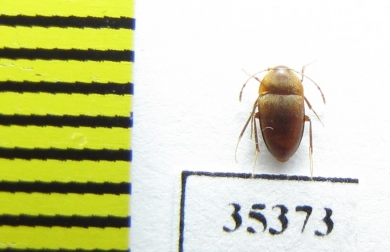 Trapezodirus arcticollis  Spain (cave beetle) - INSECTS-STORE.RU