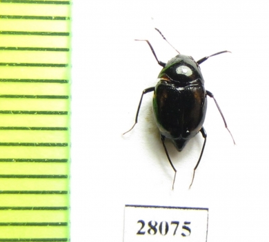 Scaphidiidae sp.  China, Gansu prov. - INSECTS-STORE.RU