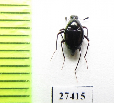 Scaphidiidae sp.  Madagascar - INSECTS-STORE.RU