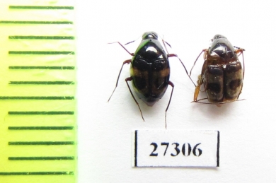 Scaphidiidae sp.  Madagascar - INSECTS-STORE.RU