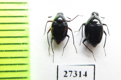 Scaphidiidae sp.  Madagascar - INSECTS-STORE.RU