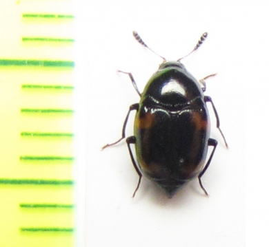 Scaphidium amurense  Russia, Far East - INSECTS-STORE.RU