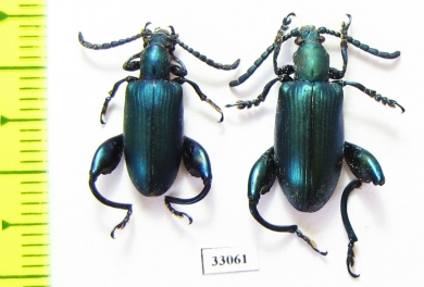 Sagra sp.  Madagascar - INSECTS-STORE.RU