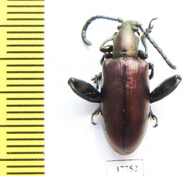 Sagra sp.  Madagascar - INSECTS-STORE.RU