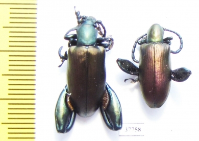 Sagra sp., pair  Madagascar - INSECTS-STORE.RU