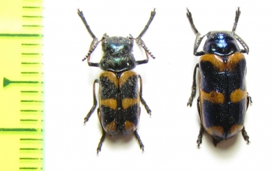 Chrysomelidae sp., pair  South Africa Rep. - INSECTS-STORE.RU