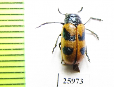 Chrysomelidae sp.  South Africa Rep. - INSECTS-STORE.RU