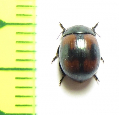 Chrysomelidae sp.  South Africa Rep. - INSECTS-STORE.RU