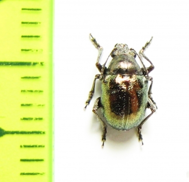 Chrysomelidae sp.  South Africa Rep. - INSECTS-STORE.RU