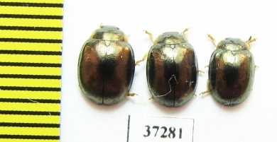 Chrysomelidae sp.  South Africa Rep. - INSECTS-STORE.RU