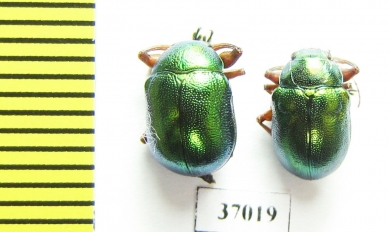 Chrysomelidae sp.  South Africa Rep. - INSECTS-STORE.RU