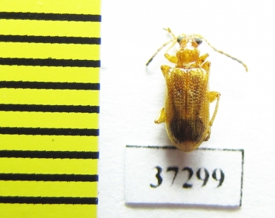 Chrysomelidae sp.  South Africa Rep. - INSECTS-STORE.RU